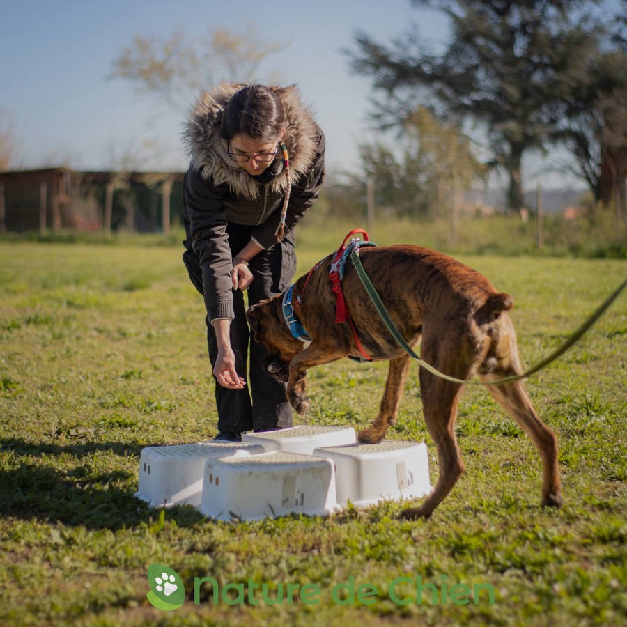 éducateur canin à chabris et alentours