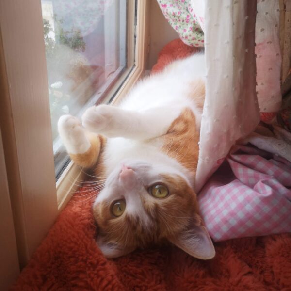 visite à domicile chat, garde à domicile chat, pet'sitteur, pet'siiteuse, nanimaux, nani'maux, Chabris
